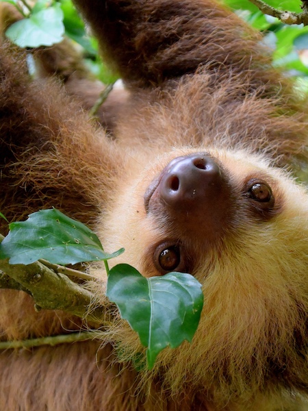 Puerto Viejo de Talamanca